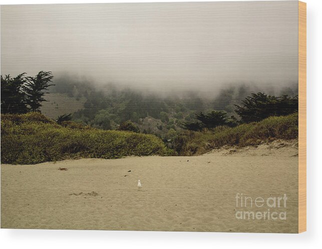 Seagull Wood Print featuring the photograph The Early Bird by John Langdon