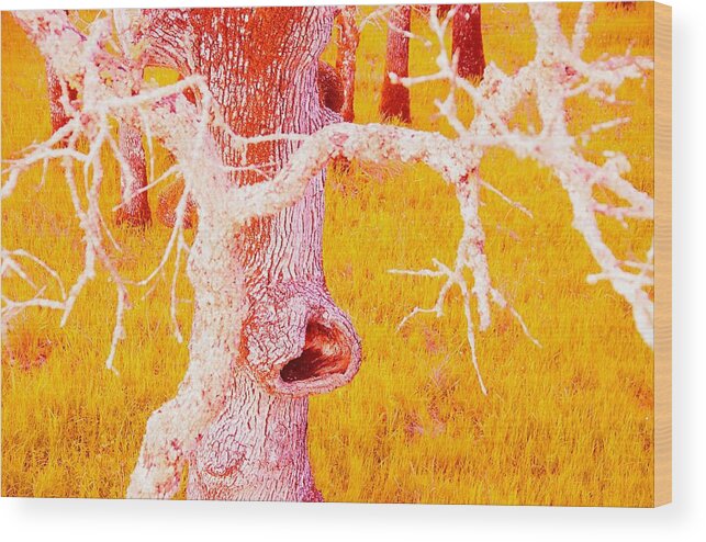 Tree Wood Print featuring the photograph The Eating Tree #2 by Marty Klar