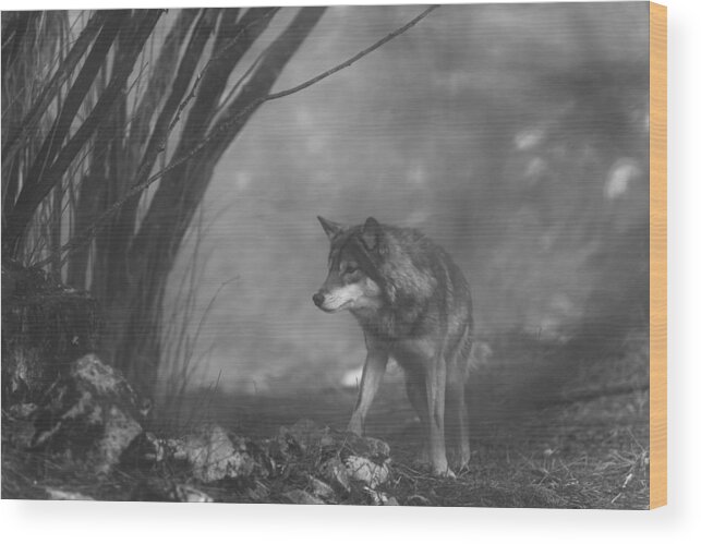 Animal Wood Print featuring the photograph The European Gray Wolf Stands In The Forest by Amir Bajrich