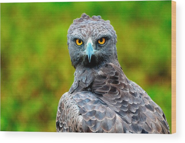 Animals Wood Print featuring the photograph The Gaze Of The Martial Eagle by Giuseppe Damico