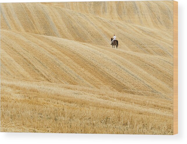 Horse Wood Print featuring the photograph The Golden Fields Of Tuscany by Henrique Feliciano Photography