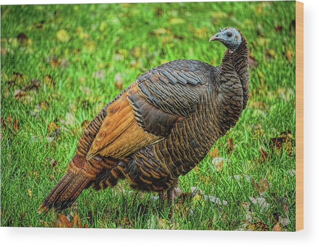 Wild Turkey Wood Print featuring the photograph The Golden Hen by Dale Kauzlaric