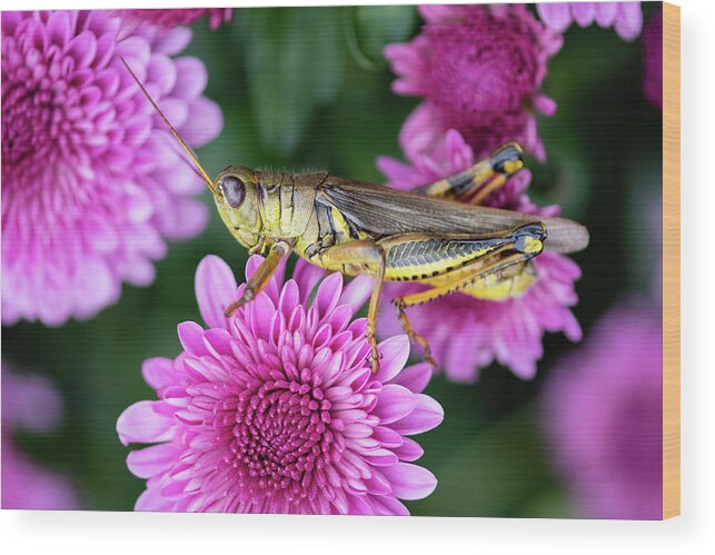 The Grasshopper And The Mums Wood Print featuring the photograph The Grasshopper and the Mums by Todd Henson