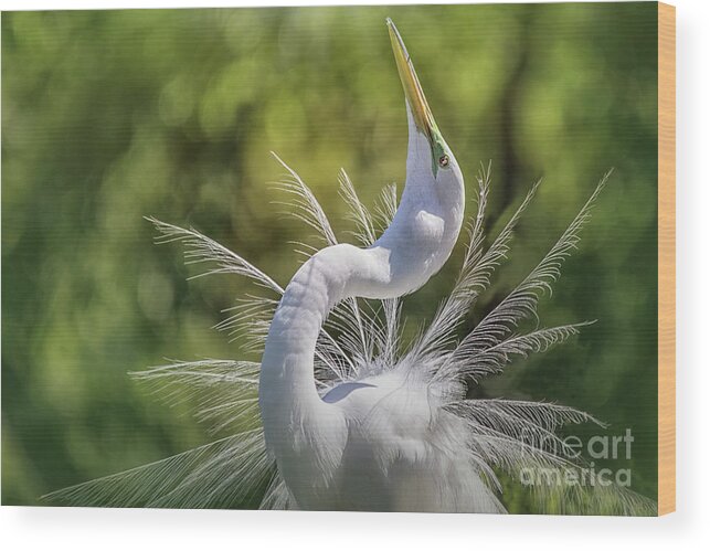  Great White Great Egrets Wood Print featuring the photograph The Great White Egret Mating Dance by Mary Lou Chmura