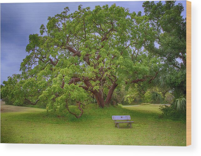 Tree Wood Print featuring the photograph The Gumbo Limbo Tree by Mitch Spence
