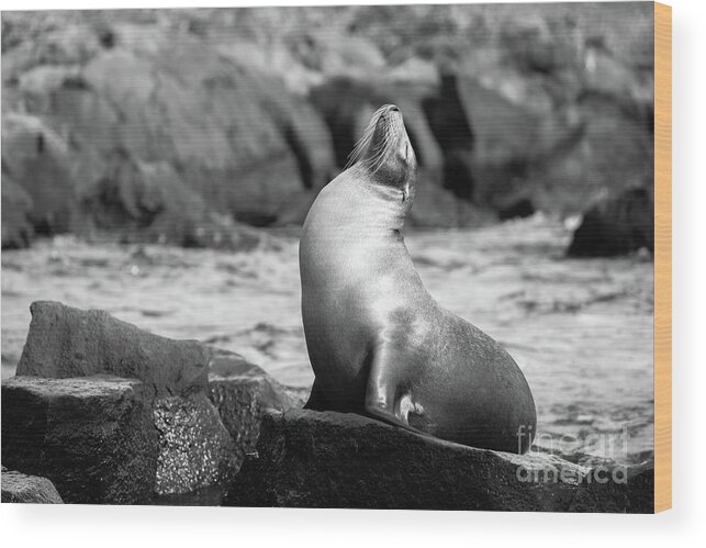 Sea Lion Wood Print featuring the photograph The King by Becqi Sherman