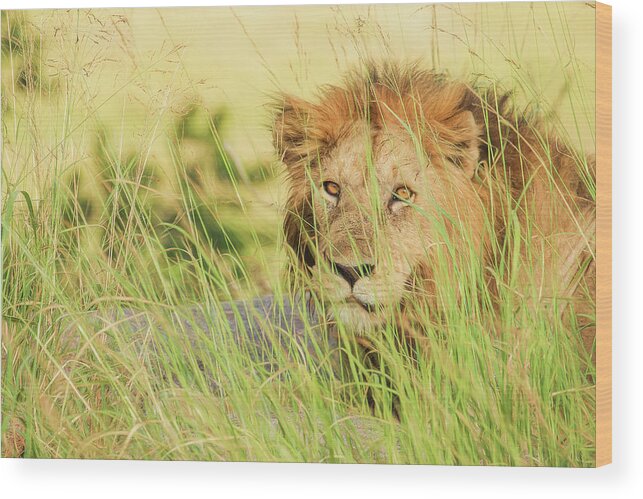 Lion Wood Print featuring the photograph The King by Gaye Bentham