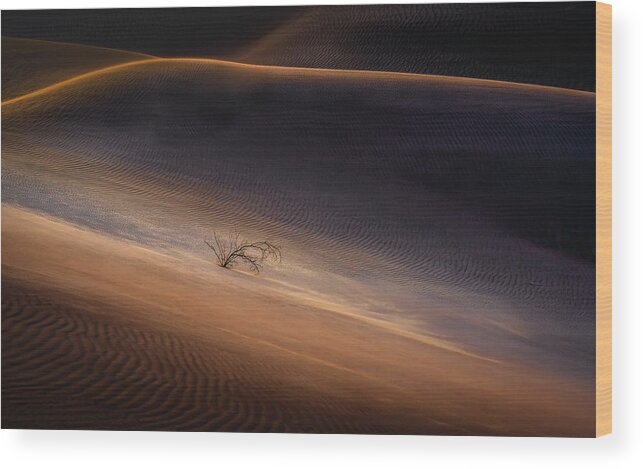 Death Wood Print featuring the photograph The Lone Plant In The Desert by Catherine Lu