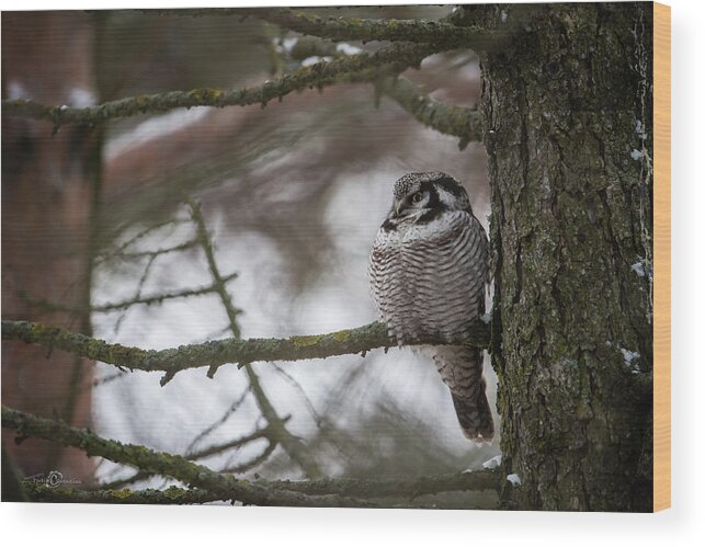 Northern Hawk Owl Wood Print featuring the photograph The Northern Hawk Owl perching on a pine branch in the wood by Torbjorn Swenelius