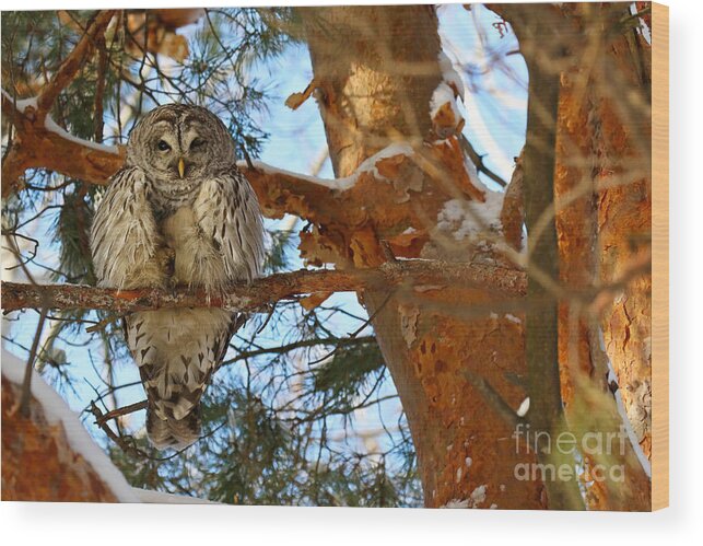 Barred Owl Wood Print featuring the photograph The owl with one eye by Heather King