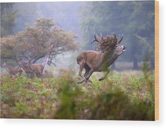 Deer Wood Print featuring the photograph The Race by Marco Redaelli