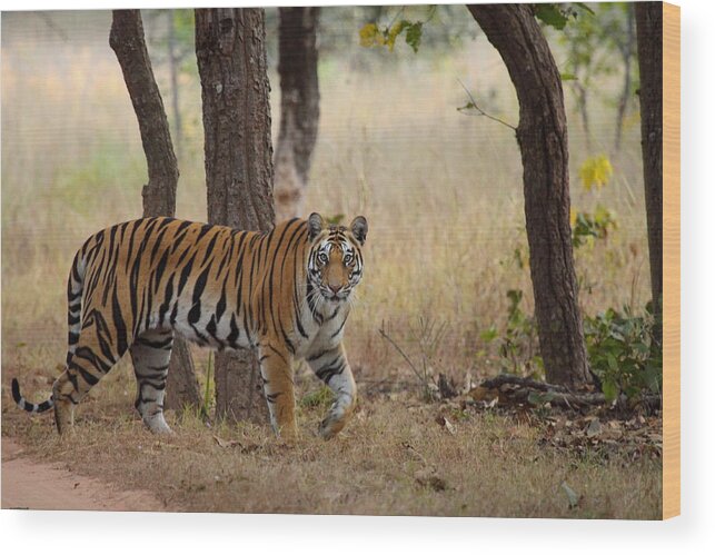 Animal Themes Wood Print featuring the photograph The Roaring Lady by © By Prakash Subbanna
