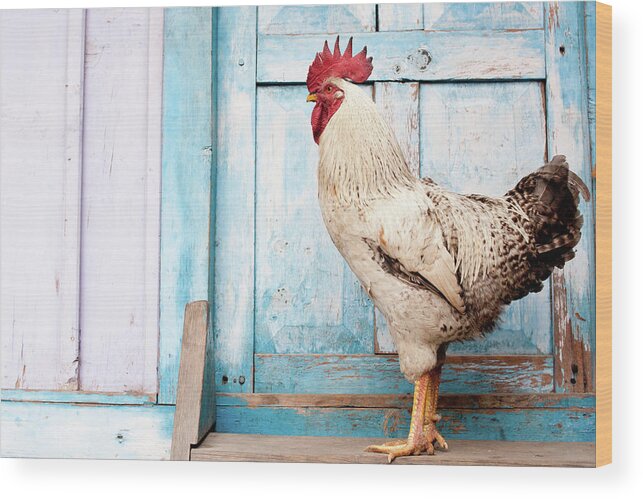 Domestic Animals Wood Print featuring the photograph The Rooster by Diamirstudio