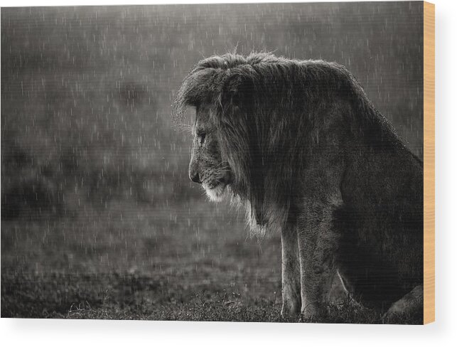 Wildlife Wood Print featuring the photograph The Sad Lion by Ali