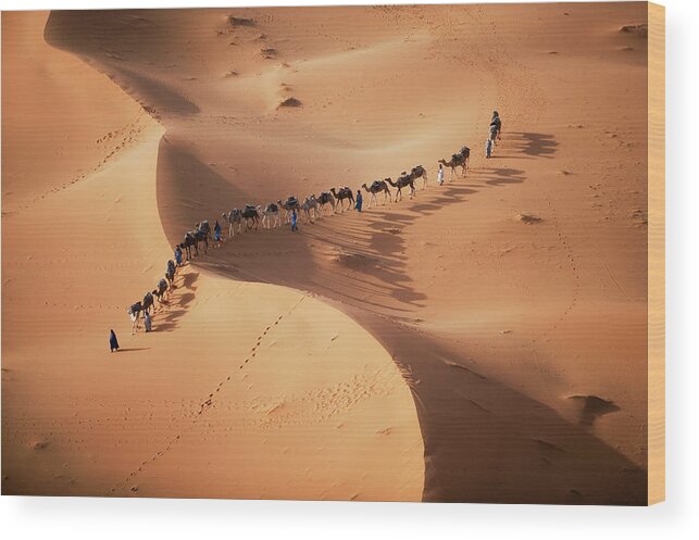 Vertebrate Wood Print featuring the photograph The Setting Sun Over The Desert, And A by Mint Images - Art Wolfe
