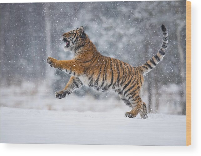 Amazing Wood Print featuring the photograph The Siberian Tiger, Panthera Tigris Tigris by Petr Simon