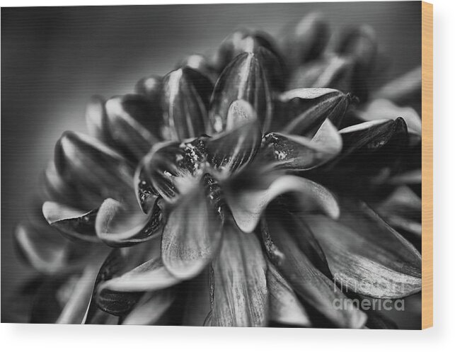 Botanical Wood Print featuring the photograph The Silver Years by Venetta Archer