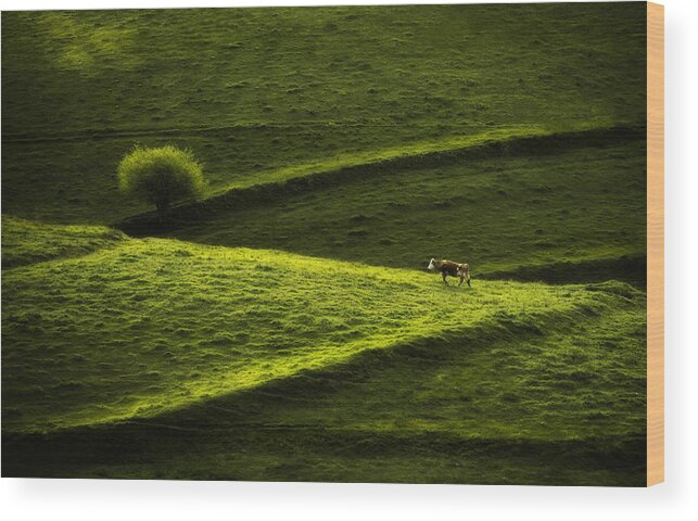 Green Wood Print featuring the photograph The Walking Cow by Ion Pirvu