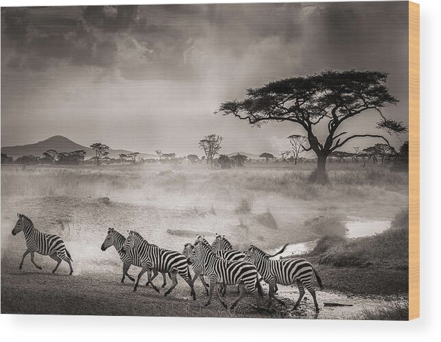 Zebras Wood Print featuring the photograph The Water Hole by Ali Khataw