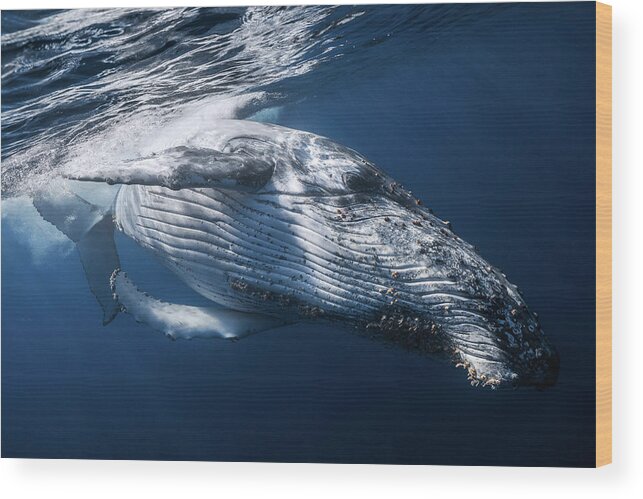 Whale Wood Print featuring the photograph The Whale by Barathieu Gabriel