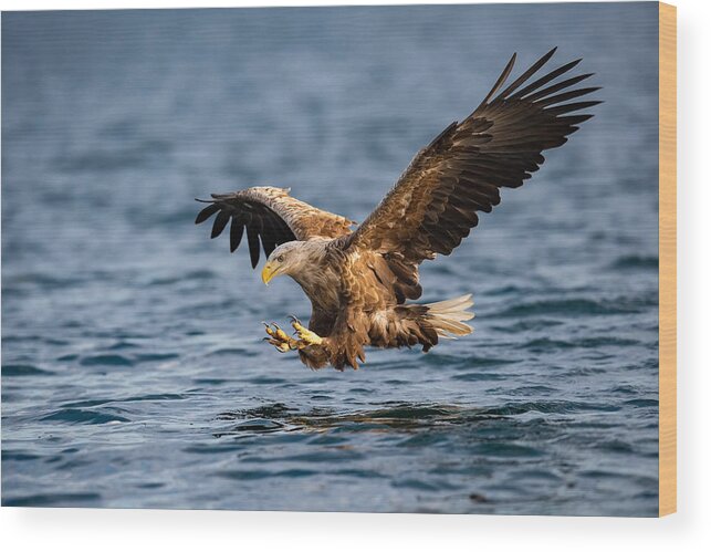 Animal Wood Print featuring the photograph The White-tailed Eagle, Haliaeetus Albicilla by Petr Simon