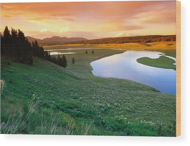 Grass Wood Print featuring the photograph The Yellowstone River Meanders Through by John Elk