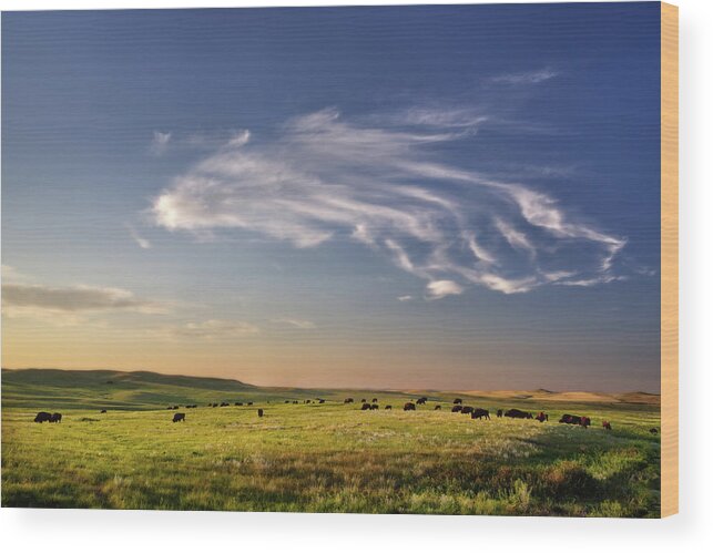 Theodore Roosevelt National Park Wood Print featuring the photograph Theodore Roosevelt NP North Unit - Bison with beautiful clouds by Peter Herman