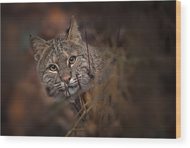 Wild Wood Print featuring the photograph These Eyes by Nick Kalathas