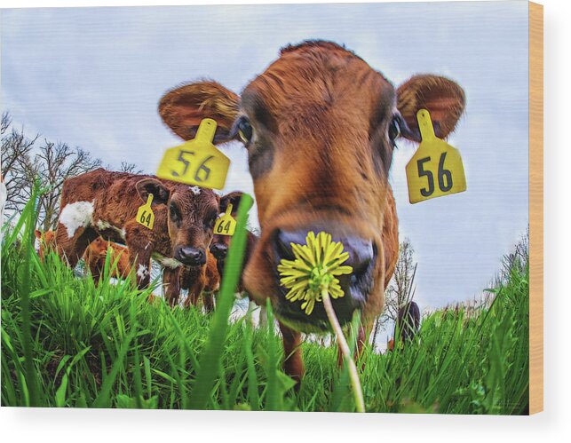 Calf Cow Flower Dandelion Green Grass Cattle Farming Farm Moo Cows Wi Wisconsin Hereford Wood Print featuring the photograph This Smells Delicious #1- Calf smelling Dandelion Flower in Spring pasture by Peter Herman