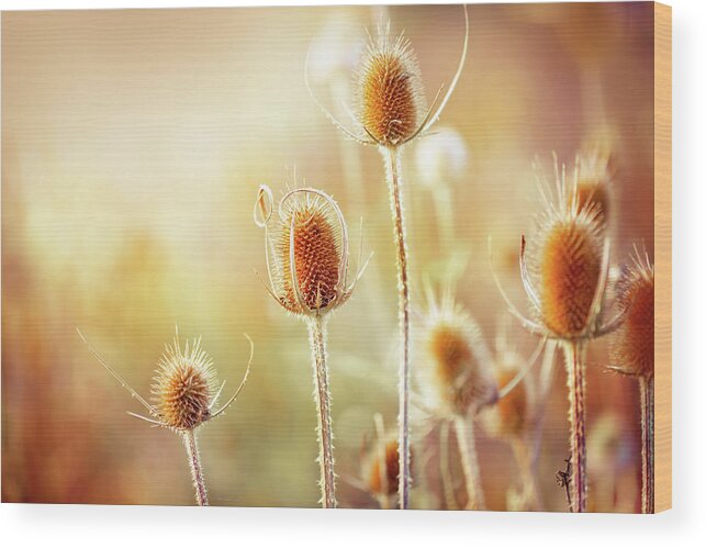 Scenics Wood Print featuring the photograph Thistle by Jasmina007