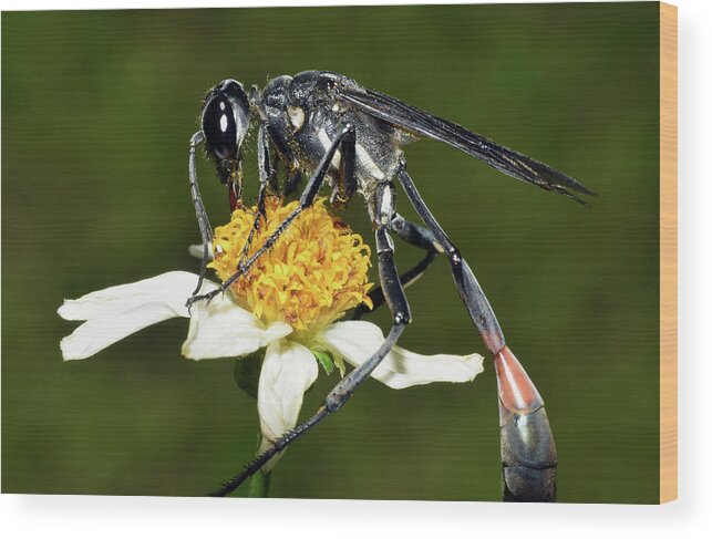 Photograph Wood Print featuring the photograph Thread Waisted Wasp by Larah McElroy