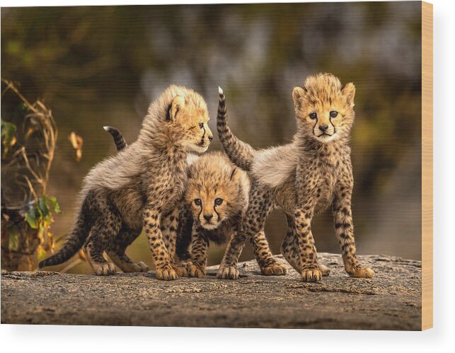 Cheetah Wood Print featuring the photograph Three Little Cheetahs by Hung Tsui