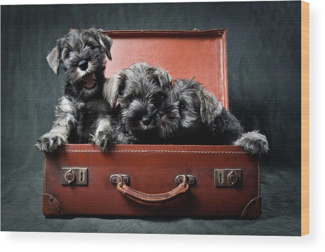 Pets Wood Print featuring the photograph Three Miniature Schnauzer Puppies In by Steve Collins / Momofoto