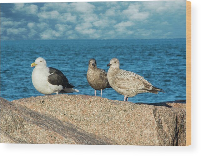 Gulls Wood Print featuring the photograph Three On The Rocks by Cathy Kovarik