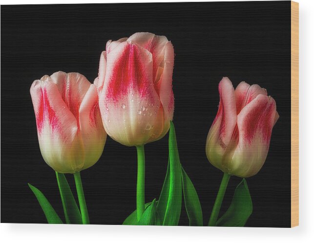 Tulip Wood Print featuring the photograph Three Red And White Lovely Tulips by Garry Gay