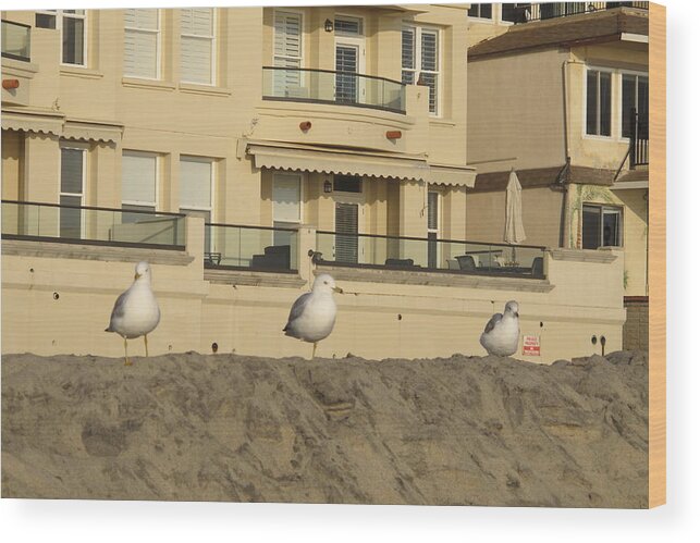 Seagulls Wood Print featuring the photograph Three Seagulls on a Sand Dune by Laura Smith