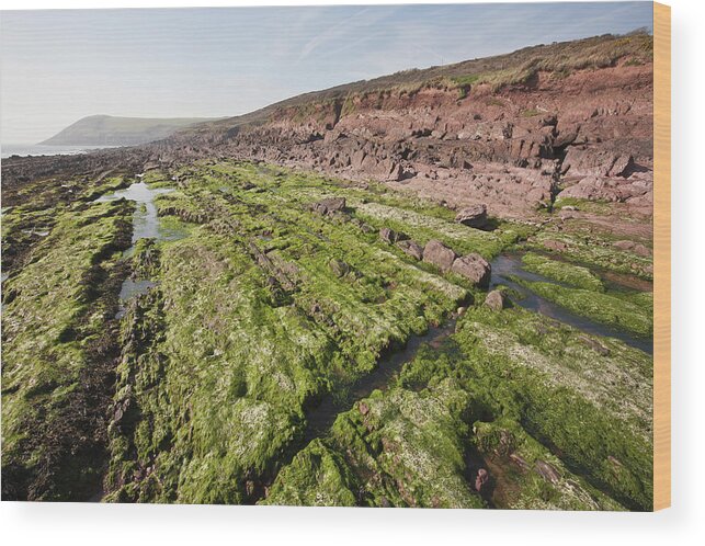 Seaweed Wood Print featuring the photograph Tide Pools On The Shore At Low Tide by Paul Quayle / Design Pics
