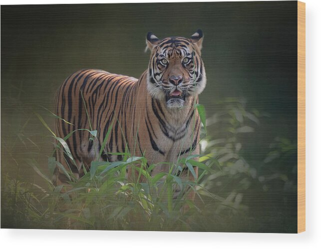 Tiger Wood Print featuring the photograph Tiger at the Zoo by Cindy Lark Hartman