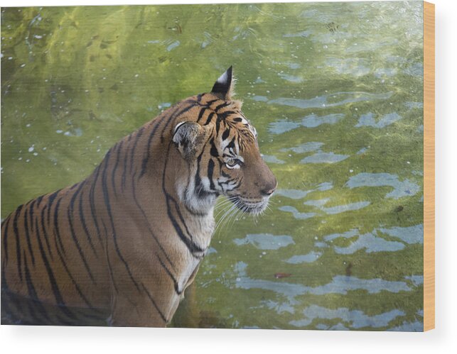 Tiger Wood Print featuring the photograph Tiger at Water by Margaret Zabor