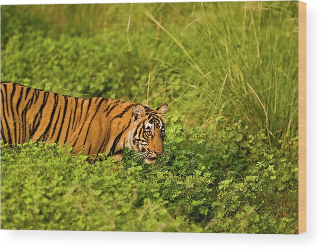 Ranthambore National Park Wood Print featuring the photograph Tiger In Green Bushes by Aditya Singh