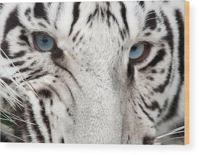 Vertebrate Wood Print featuring the photograph Tiger Snarl by Stephdk70