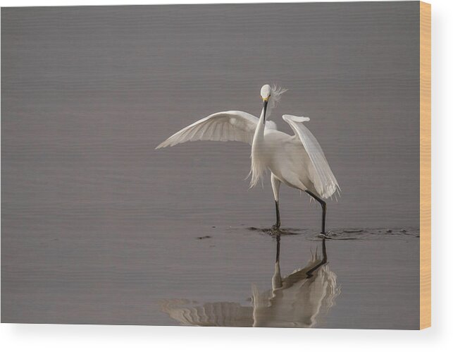 Snowy Egret Wood Print featuring the photograph Time to Fish by Dorothy Cunningham