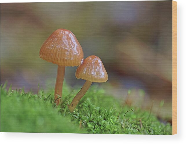 Fungi Wood Print featuring the photograph Tiny Fungi by Daniel Reed