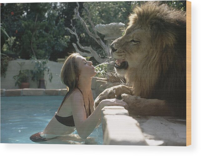 Tippi Hedren Wood Print featuring the photograph Tippi Hedren & Neil The Lion by Michael Rougier