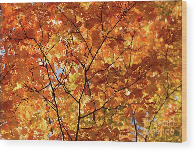 Fall Wood Print featuring the photograph To Be Up in The Trees by Ana V Ramirez