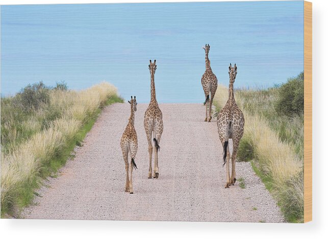 Giraffe Wood Print featuring the photograph Tower Road by Hamish Mitchell