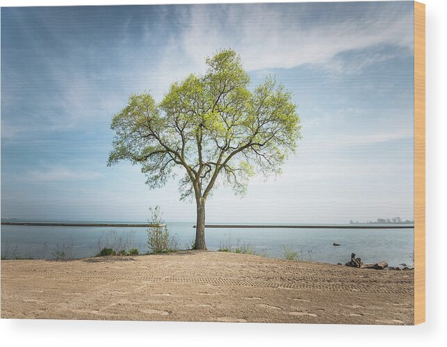Toronto Wood Print featuring the photograph Tree By Lake by Www.piotrhalka.com