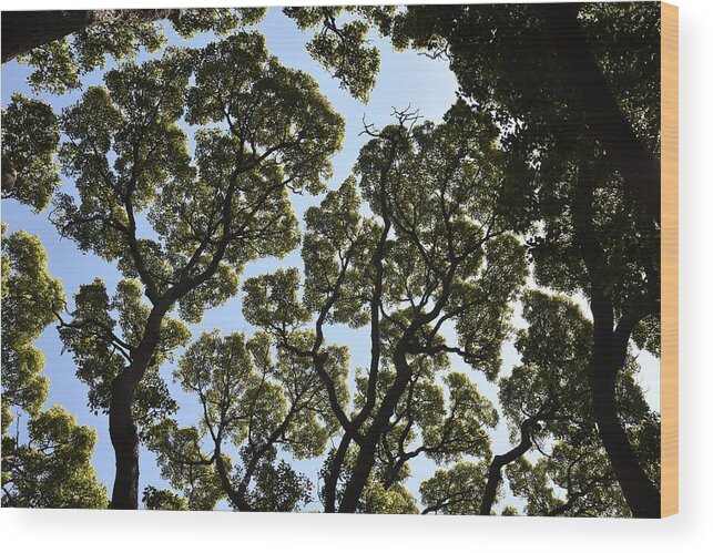 Trees Wood Print featuring the photograph Tree Canopy by Ben Foster
