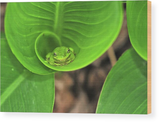 Animal Themes Wood Print featuring the photograph Tree Frog On Leaf by Jeff R Clow