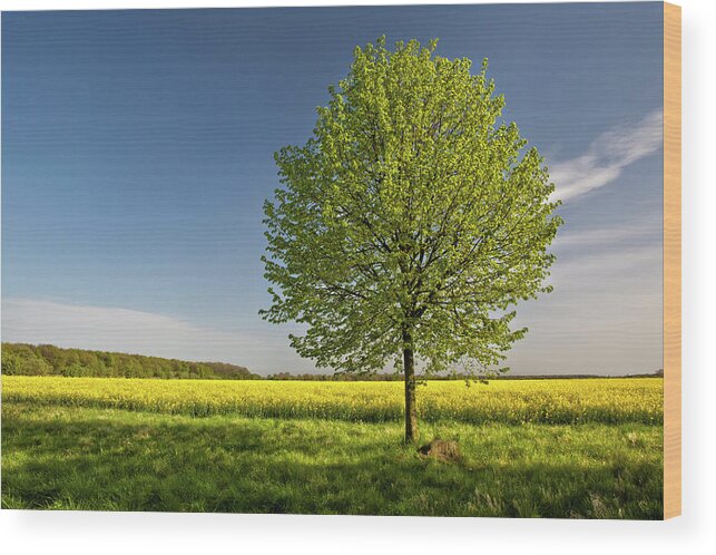 Outdoors Wood Print featuring the photograph Tree In Rape Field by Reinhard Goldmann